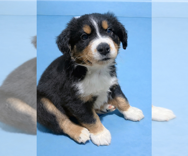Medium Photo #1 Miniature Australian Shepherd Puppy For Sale in HILLSBORO, TX, USA