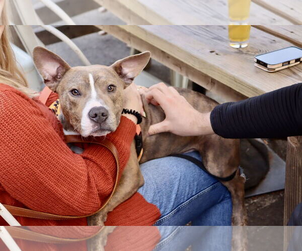 Medium Photo #4 American Pit Bull Terrier Puppy For Sale in Alexandria, VA, USA
