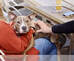 Small #3 American Pit Bull Terrier