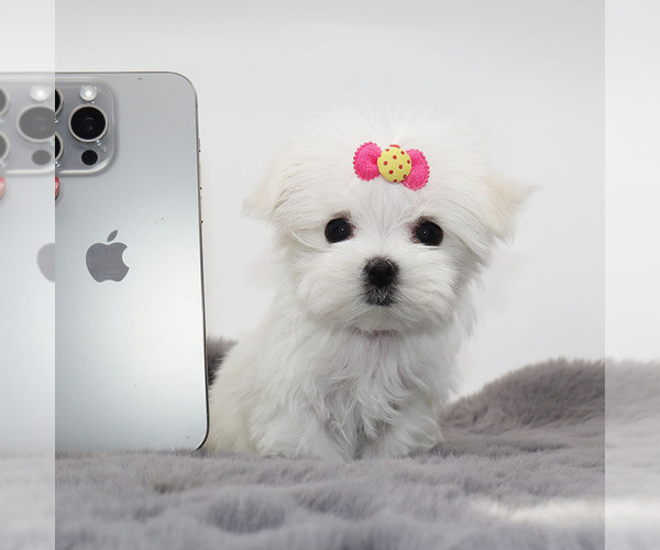 Medium Photo #4 Maltese Puppy For Sale in LOS ANGELES, CA, USA