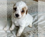 Small Photo #28 Goldendoodle (Miniature) Puppy For Sale in PENSACOLA, FL, USA