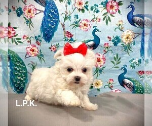 Maltese Puppy for sale in WINNSBORO, LA, USA