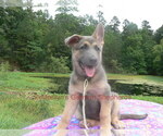 Small #14 German Shepherd Dog