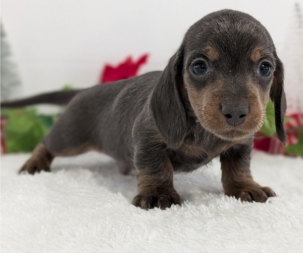Medium Photo #43 Dachshund Puppy For Sale in GOSHEN, IN, USA