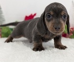 Small #2 Dachshund