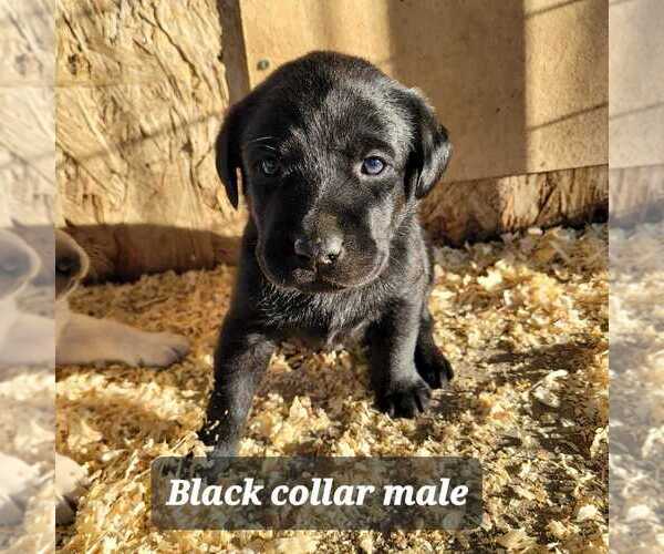 Medium Photo #1 Labrador Retriever Puppy For Sale in FALLON, NV, USA