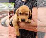 Small #2 Labrador Retriever