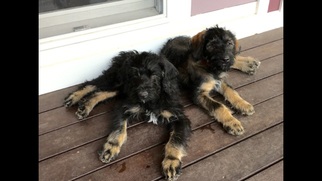 Schnauzer (Giant) Puppy for sale in BERWICK, ME, USA