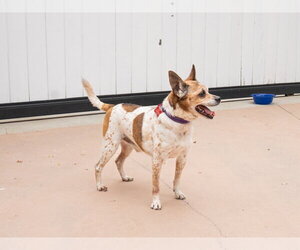 Ollie - Adopt Me! - Male Jack Chi Dog for Adoption - Photo #8