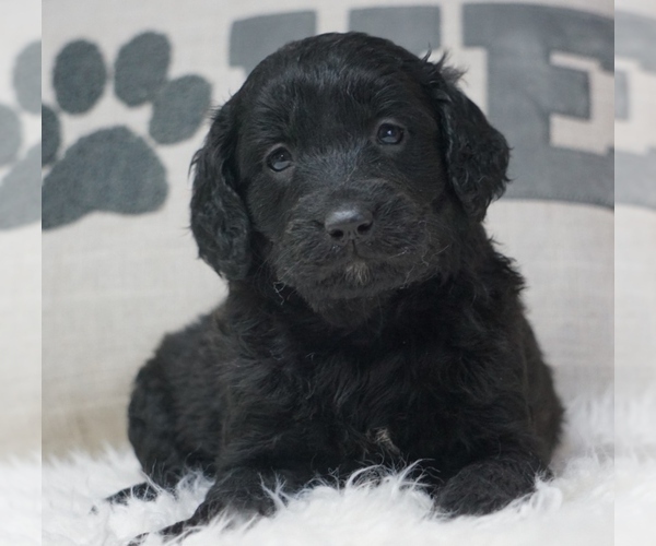 Medium Photo #2 Goldendoodle Puppy For Sale in WEST PLAINS, MO, USA