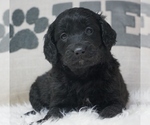 Small Photo #2 Goldendoodle Puppy For Sale in WEST PLAINS, MO, USA