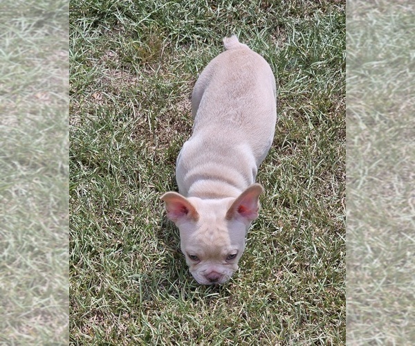 Medium Photo #4 French Bulldog Puppy For Sale in OCEAN ISLE BEACH, NC, USA