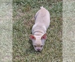 Small #3 French Bulldog