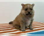 Small Photo #4 Pomeranian Puppy For Sale in DOWNING, MO, USA