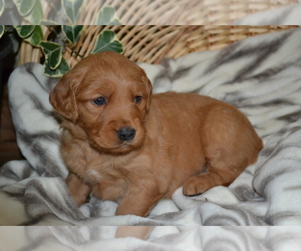 Medium Photo #8 Golden Retriever Puppy For Sale in GREENWOOD, WI, USA