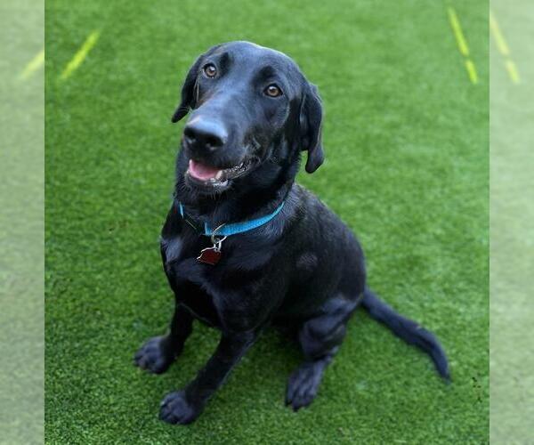 Medium Photo #2 Labrador Retriever-Unknown Mix Puppy For Sale in San Diego, CA, USA