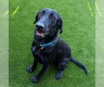 Small #1 Labrador Retriever Mix