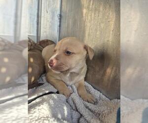 American Staffordshire Terrier-Unknown Mix Dogs for adoption in San Antonio, TX, USA