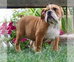 Small Photo #8 English Bulldog Puppy For Sale in NAPPANEE, IN, USA