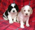 Small Photo #4 Cavalier King Charles Spaniel-Poodle (Toy) Mix Puppy For Sale in CONOWINGO, MD, USA