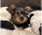 Puppy Happy Yorkshire Terrier