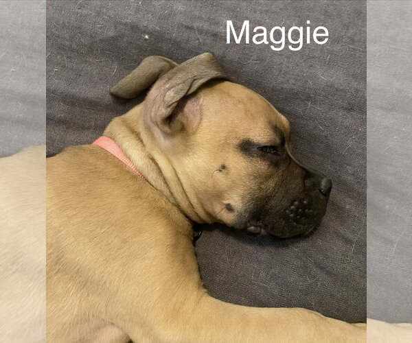 Medium Photo #15 Boxer-Unknown Mix Puppy For Sale in Holly Springs, NC, USA