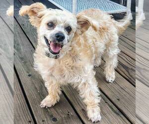 Bichon Frise-Unknown Mix Dogs for adoption in New Oxford , PA, USA