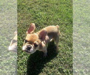 French Bulldog Puppy for sale in CLARKSVILLE, OH, USA