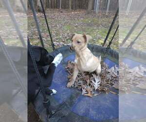 Pharo - Male Labrador Retriever-Unknown Mix Dog for Adoption - Photo #2