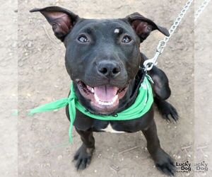 Labrador Retriever-Unknown Mix Dogs for adoption in Washington, DC, USA