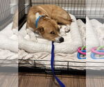Small #10 American Pit Bull Terrier Mix
