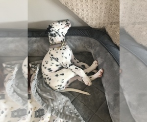 Dalmatian Puppy for sale in STATEN ISLAND, NY, USA