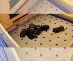 Small #14 Doberman Pinscher