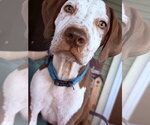Small #3 Coonhound Mix