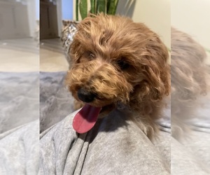 Poodle (Toy) Puppy for sale in ROMULUS, MI, USA