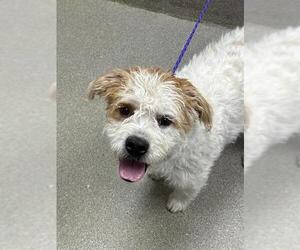 Mutt Dogs for adoption in Las Vegas, NV, USA