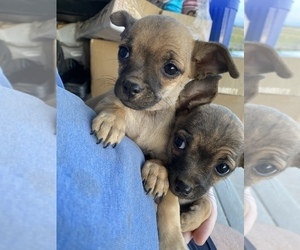 Chihuahua Puppy for sale in CORTEZ, CO, USA