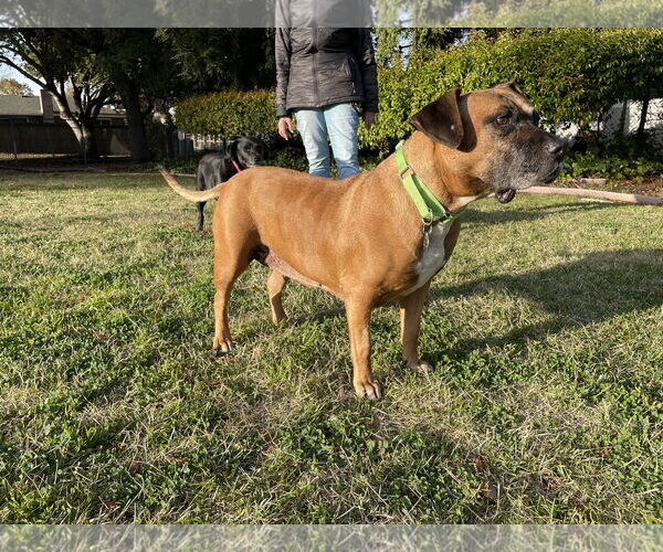 Medium Photo #8 Anatolian Shepherd-Boxer Mix Puppy For Sale in San Jose, CA, USA