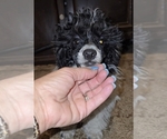 Small #5 Poodle (Toy)