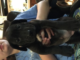 Daniff Puppy for sale in PORT CLINTON, OH, USA