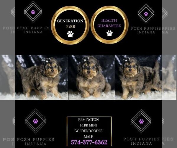 Medium Photo #2 Goldendoodle (Miniature) Puppy For Sale in WARSAW, IN, USA