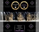 Small #1 Goldendoodle (Miniature)