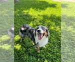 Small #4 Australian Shepherd