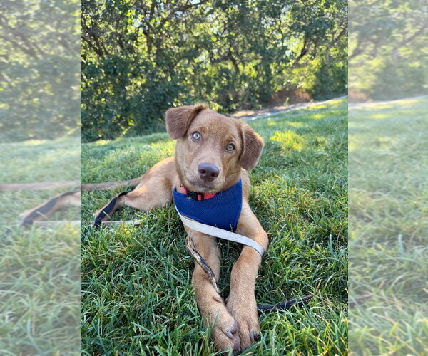 Medium Photo #1 Retriever -Unknown Mix Puppy For Sale in Salt Lake City, UT, USA