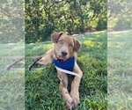 Small Retriever  Mix