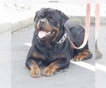 Small Photo #4 Rottweiler Puppy For Sale in ANTIOCH, CA, USA