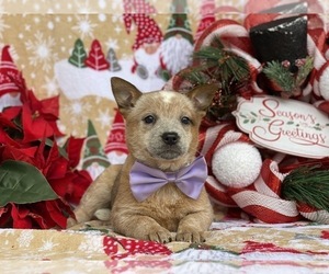Australian Cattle Dog Puppy for sale in LANCASTER, PA, USA