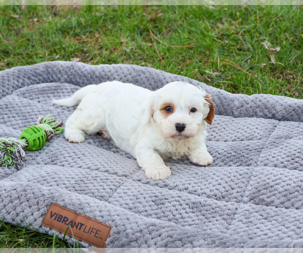 Medium Photo #5 Cavapoo (Miniature) Puppy For Sale in SYRACUSE, IN, USA