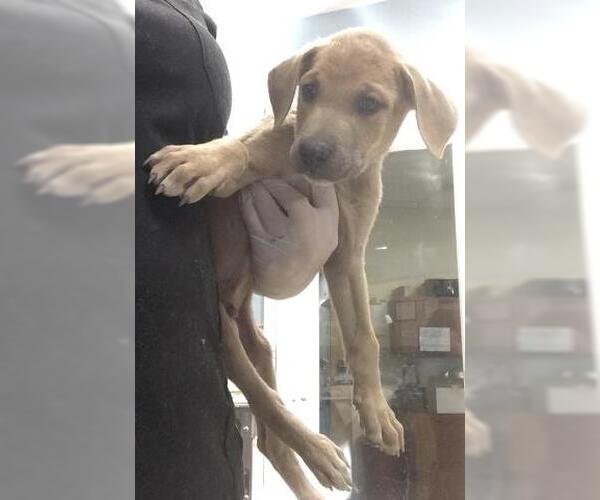 Medium Photo #1 Doberman Pinscher-Unknown Mix Puppy For Sale in Riverside, CA, USA