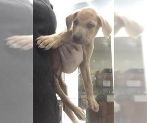 Doberman Pinscher-Unknown Mix Dogs for adoption in Riverside, CA, USA